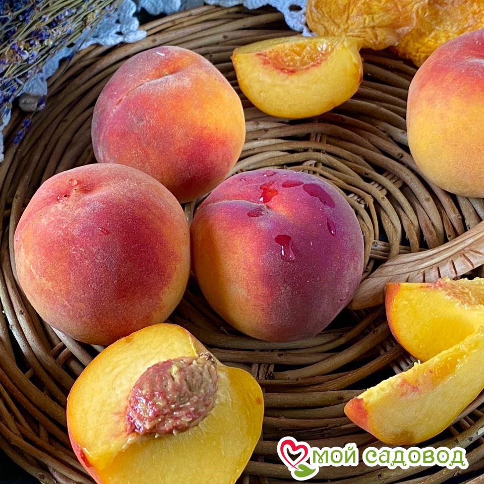 Персик Гринсборо (-30°)