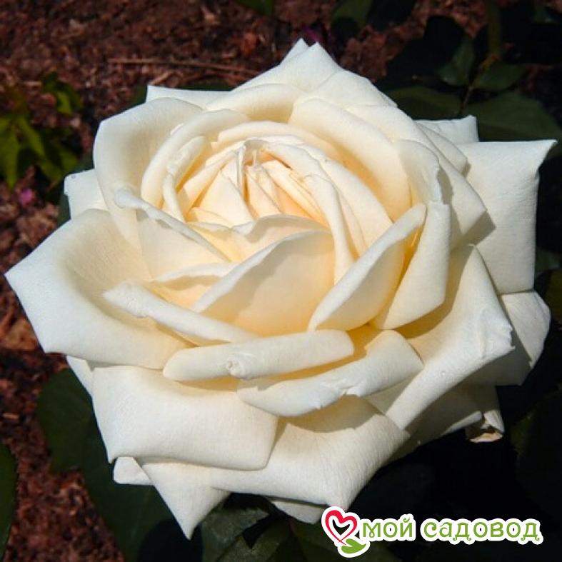 Роза Вирджиния