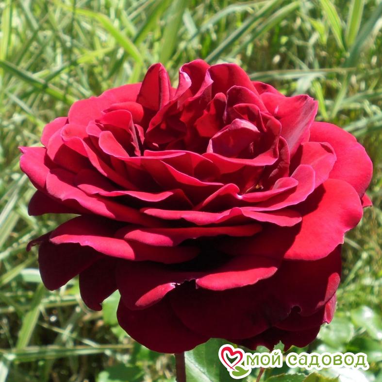 Роза чайно-гибридная Бургундия