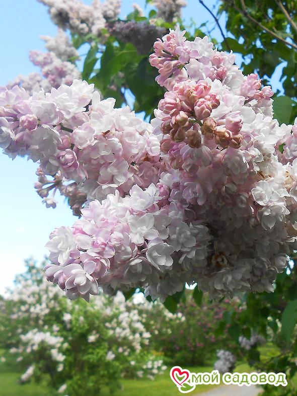 Сирень "Монтень" (Montaigne)