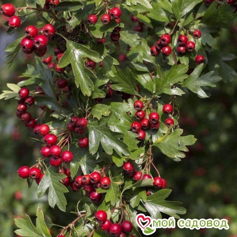 Кизил "Семён"