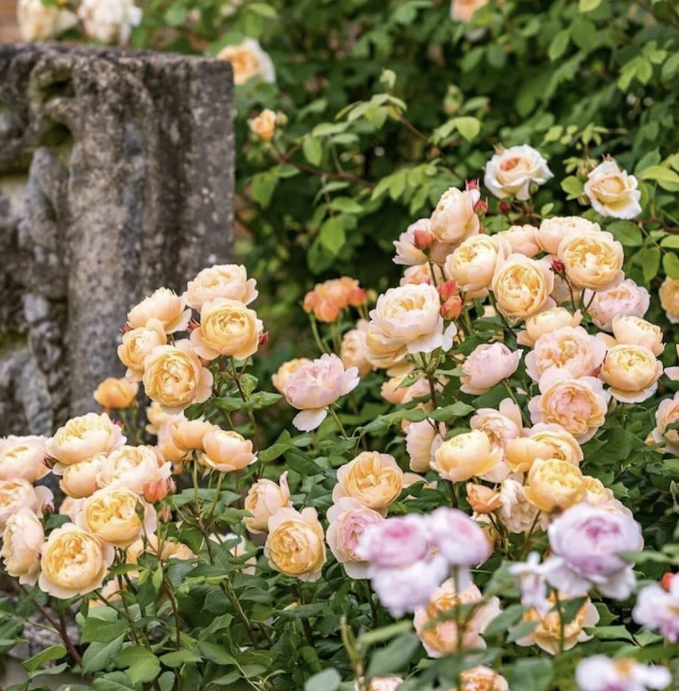 Роза Роальд Даль