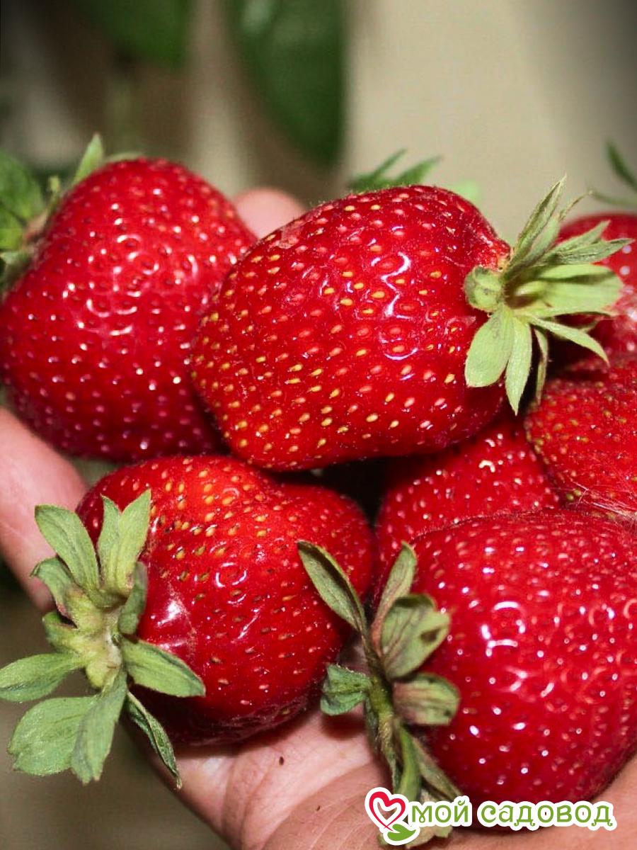 Клубника Сельва ремонтантная