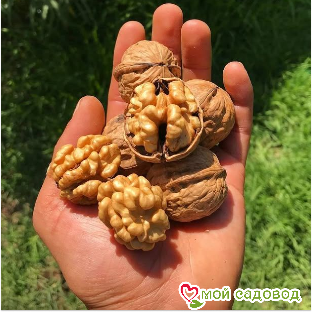 Орех Грецкий Буковинская Бомба