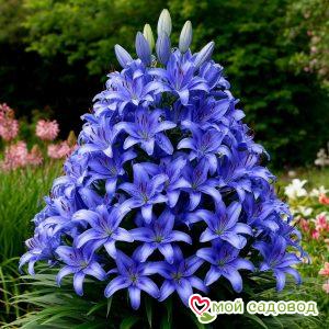 Лилия Пирамидальная Скай Дрим